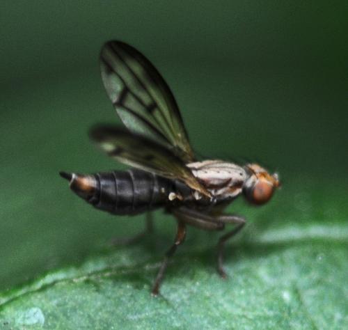 Opomyza germinationis